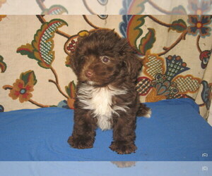 YorkiePoo Puppy for sale in BAKERSFIELD, CA, USA