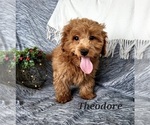 Small Photo #3 Cavapoo Puppy For Sale in COLBY, WI, USA