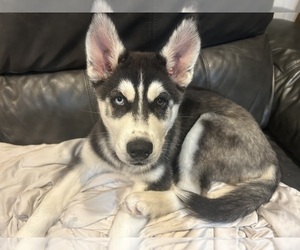 Siberian Husky Puppy for sale in HIGH RIDGE, MO, USA