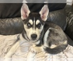 Small Siberian Husky