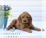 Small #3 Goldendoodle (Miniature)