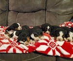 Small #9 Bernese Mountain Dog
