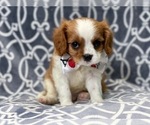 Small Photo #14 Cavalier King Charles Spaniel Puppy For Sale in LAKELAND, FL, USA