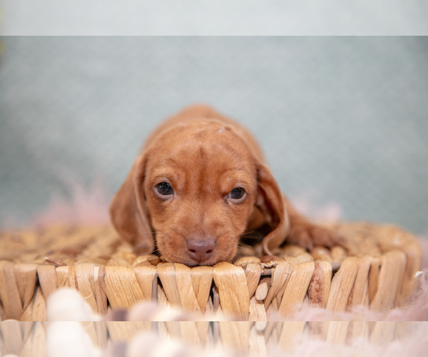 Medium Photo #10 Dachshund Puppy For Sale in ROME CITY, IN, USA
