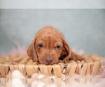 Small Photo #10 Dachshund Puppy For Sale in ROME CITY, IN, USA