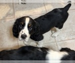 Puppy Tri color English Springer Spaniel
