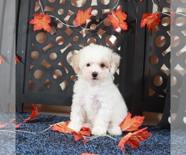 Medium Photo #5 Bichpoo Puppy For Sale in MOUNT VERNON, OH, USA