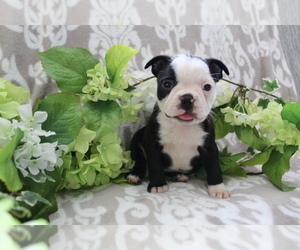 Boston Terrier Puppy for sale in SHILOH, OH, USA