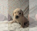 Small Photo #43 Golden Retriever Puppy For Sale in MODESTO, CA, USA
