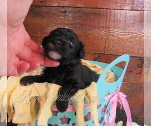 Poochon Puppy for sale in LE MARS, IA, USA