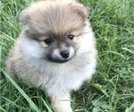 Small Photo #2 Pomeranian Puppy For Sale in GOSHEN, NY, USA