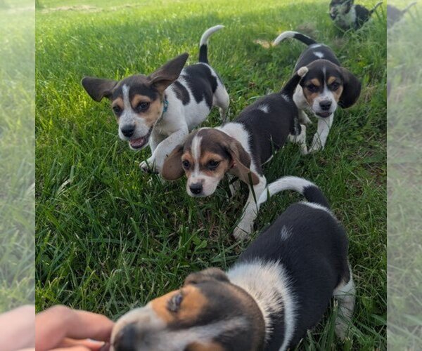 Medium Photo #1 Beagle Puppy For Sale in BRITTON, MI, USA