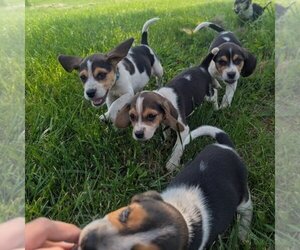 Beagle Puppy for Sale in BRITTON, Michigan USA