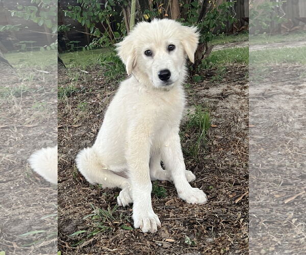 Medium Photo #13 Great Pyrenees Puppy For Sale in Spring, TX, USA