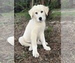 Small #12 Great Pyrenees