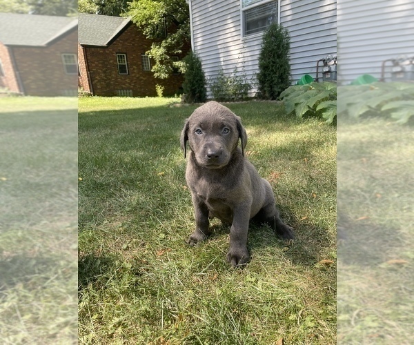 Medium Photo #12 Labrador Retriever Puppy For Sale in DES MOINES, IA, USA