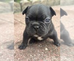 Small #1 French Bulldog