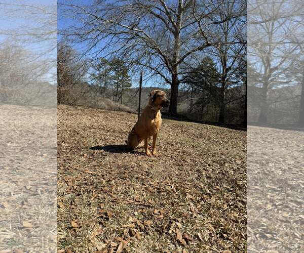Medium Photo #4 Bloodhound-Redbone Coonhound Mix Puppy For Sale in Attalka, AL, USA