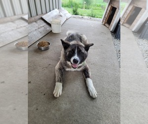 Akita Puppy for sale in AKRON, IN, USA