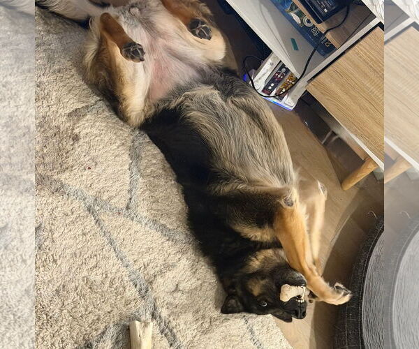 Medium Photo #17 German Shepherd Dog Puppy For Sale in Fargo, ND, USA