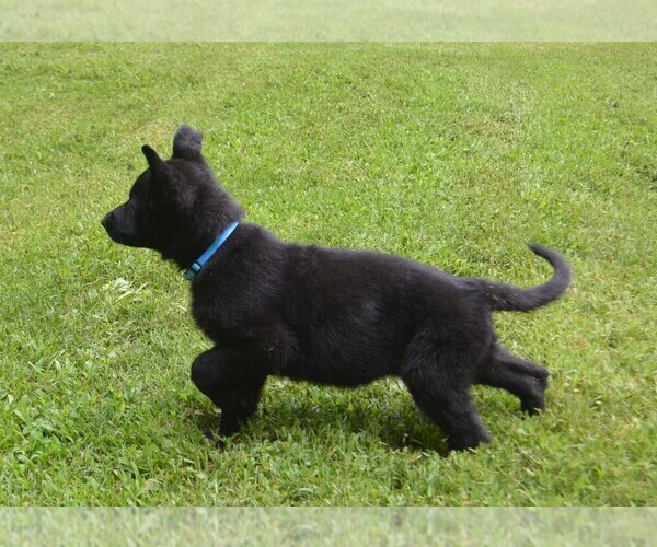Medium Photo #2 German Shepherd Dog Puppy For Sale in POWDER SPRINGS, GA, USA
