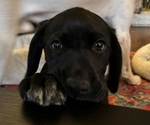 Small #1 German Shorthaired Lab
