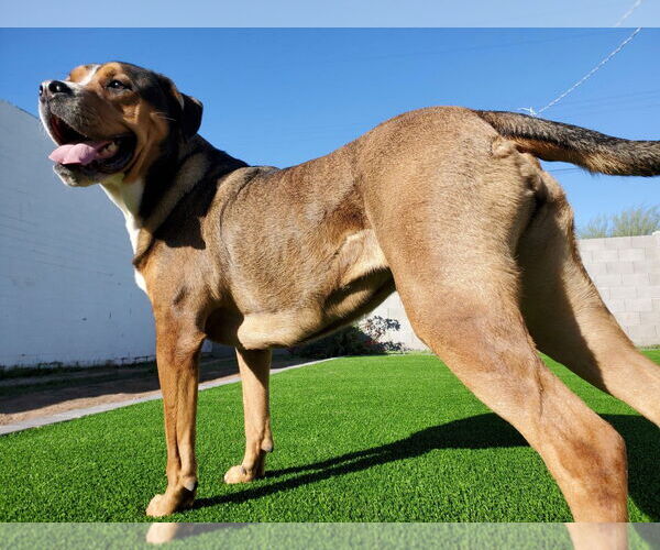 Medium Photo #3 American Staffordshire Terrier-Rottweiler Mix Puppy For Sale in Chandler, AZ, USA