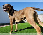 Small #2 American Staffordshire Terrier-Rottweiler Mix