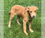 Small #3 Chocolate Labrador retriever Mix