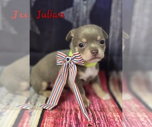 Chihuahua Puppy for sale in HOMERVILLE, GA, USA