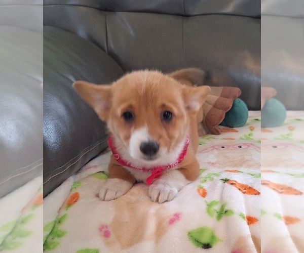 Medium Photo #3 Pembroke Welsh Corgi Puppy For Sale in ARROYO GRANDE, CA, USA