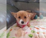 Small #2 Pembroke Welsh Corgi