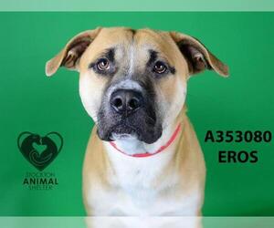 Boxer Dogs for adoption in Stockton, CA, USA