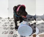 Puppy 2 American Pit Bull Terrier-Goldendoodle Mix