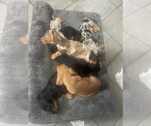Dachshund Puppy for sale in BARNESVILLE, OH, USA