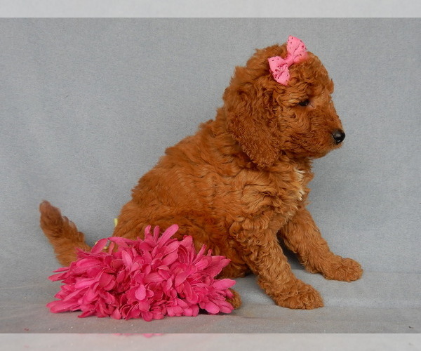 Medium Photo #10 Goldendoodle Puppy For Sale in MILLERSBURG, OH, USA