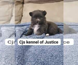 Pomeranian Puppy for sale in HANCEVILLE, AL, USA