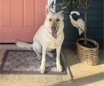 Small Photo #1 German Shepherd Dog Puppy For Sale in SPRINGFIELD, MO, USA