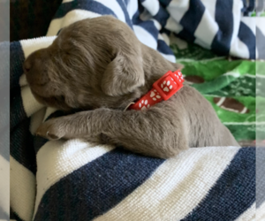 Labrador Retriever Puppy for sale in SYLVANIA, OH, USA