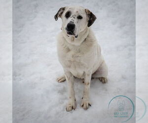 Neo - Male Great Pyrenees-Unknown Mix Dog for Adoption - Photo #5