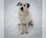 Small #4 Great Pyrenees Mix