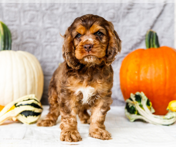 Medium Photo #20 Cocker Spaniel Puppy For Sale in WAKARUSA, IN, USA
