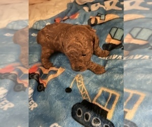 Poodle (Toy) Puppy for sale in DULUTH, GA, USA