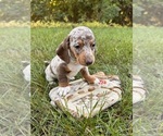 Small #2 Dachshund