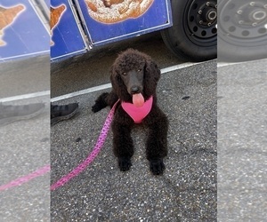 Mother of the Aussiedoodle puppies born on 12/11/2024