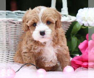 Cavapoo Puppy for sale in JONES, MI, USA