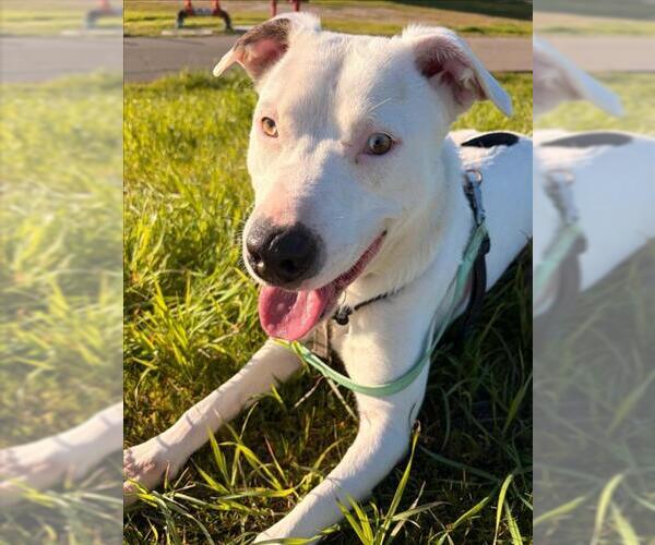 Medium Photo #2 Australian Shepherd-Unknown Mix Puppy For Sale in Woodland, CA, USA