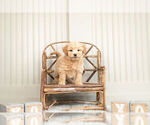 Puppy 9 Goldendoodle (Miniature)