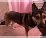 Small #1 German Shepherd Dog-Huskies  Mix
