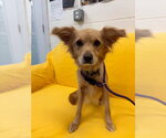 Woody - Male Chiweenie Dog for Adoption - Small photo